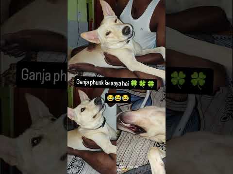 #leo #leothedog #dog  #love #ytshort #ytviral #trending #trendingshorts #viralvideo #petlover