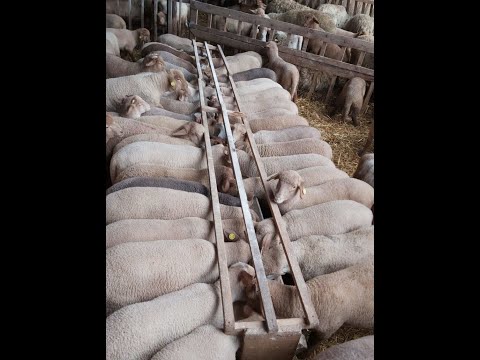 Caș de Oaie Slobozia Ciorăști Vrancea