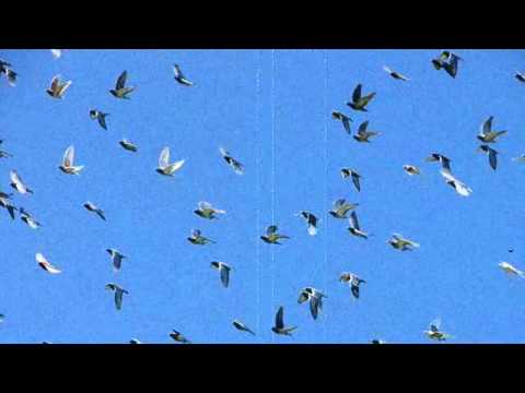 RZA - Flying Birds // 1 hour version // Ghost Dog Theme