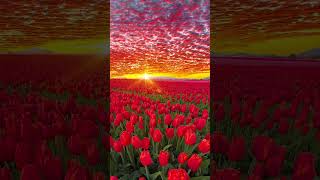 Dive into captivating AI flower videos. These viral clips present amazing floral dances, delivering an incredible visual spectacle.