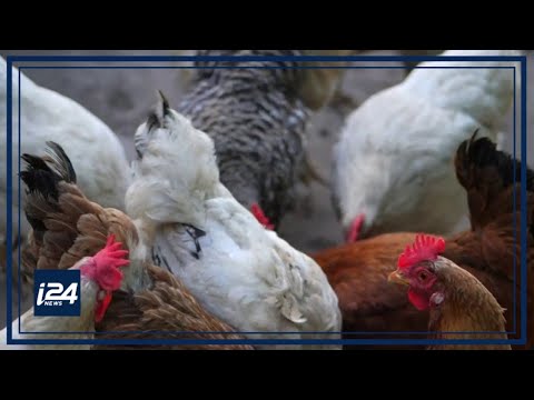 , title : 'Israeli company develops female chickens that only lay female eggs'