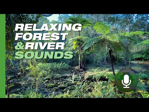 Relaxing Australian Forest, River and Birds Sounds | 10 Hours