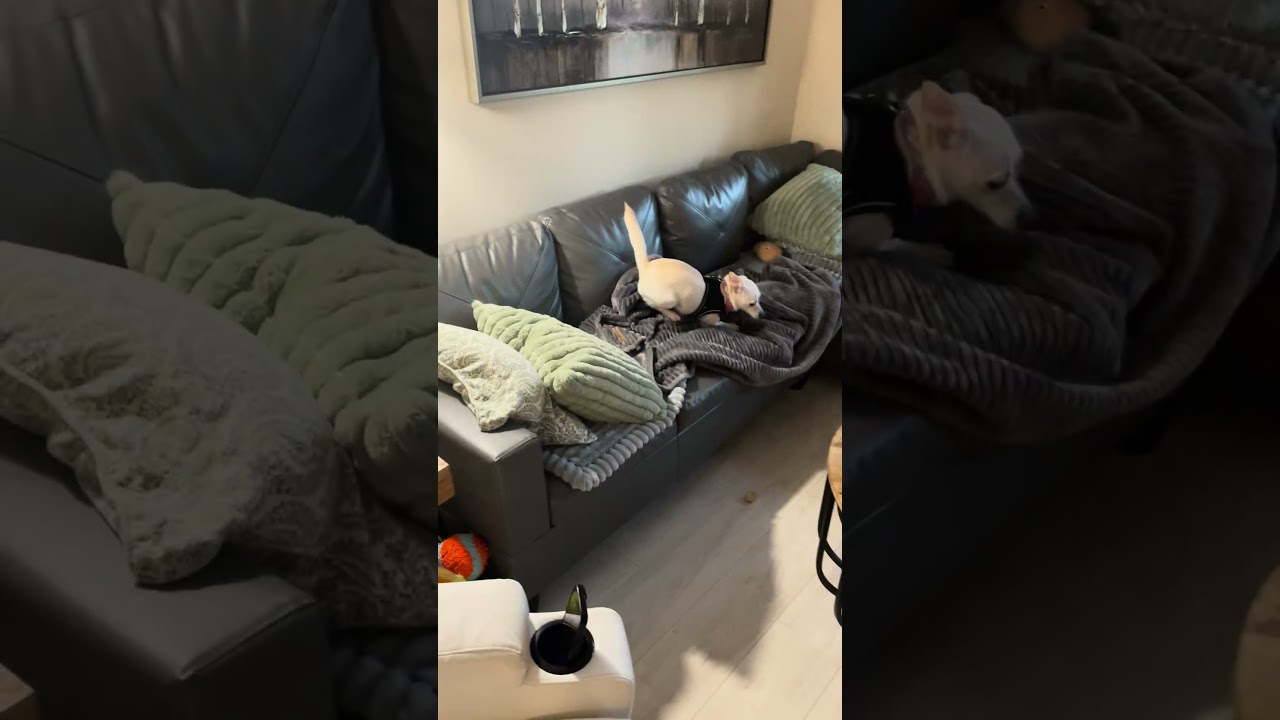 Aurora, a Adoptable mixed breed in North Vancouver, BC video 6/6