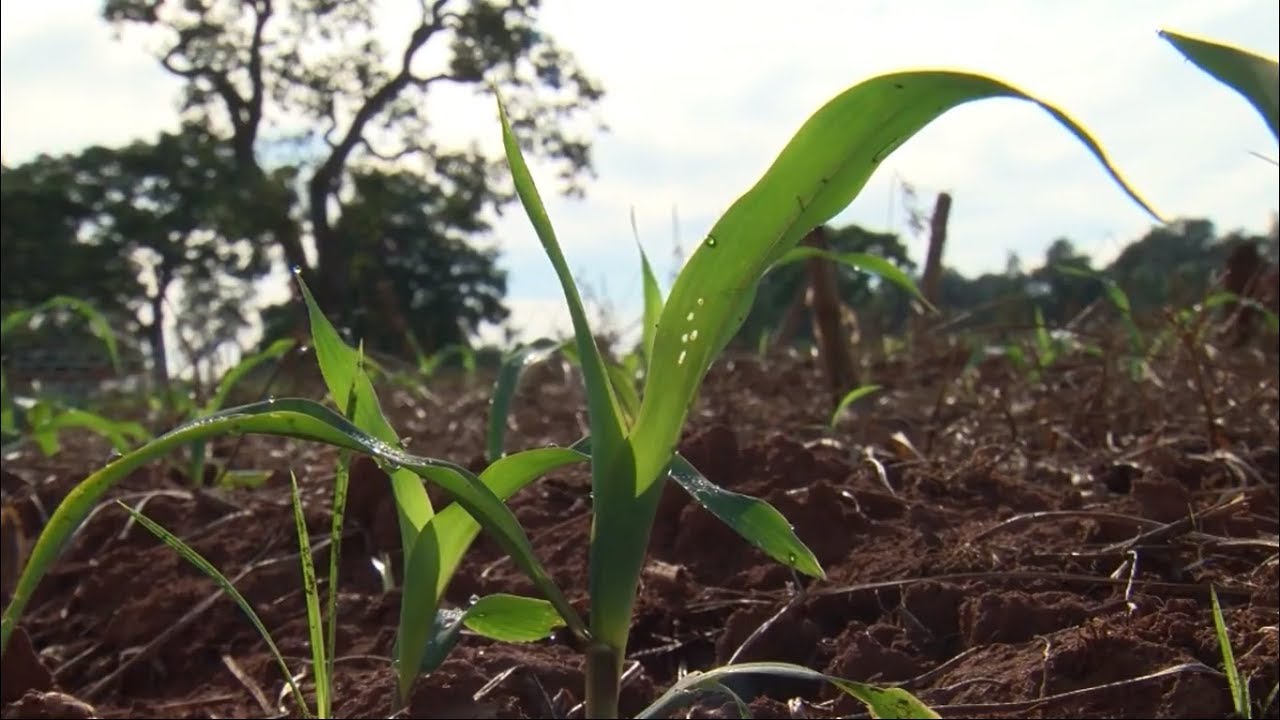 Produtor investe na técnica de plantio direto na cultura do milho