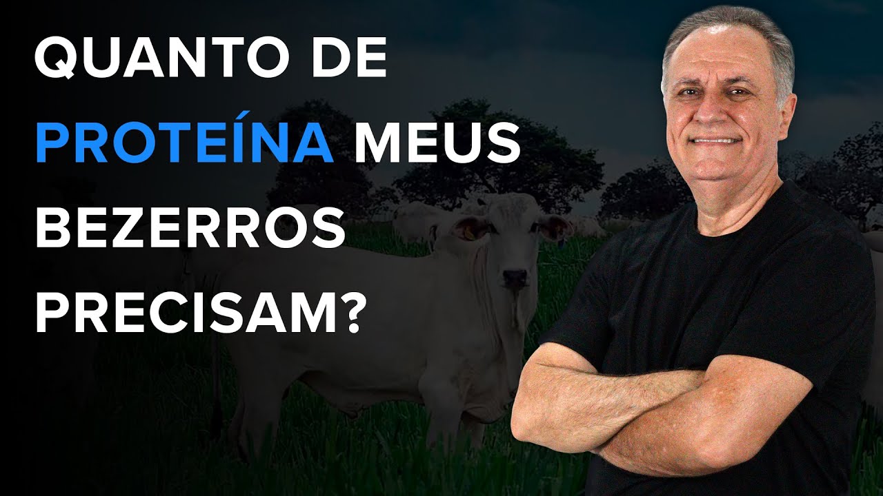 Quanto de proteína meus bezerros precisam?