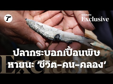 คลิกเพื่อดูคลิปวิดีโอ