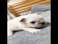 MY NAME IS PIBBLE WASH MY BELLAY