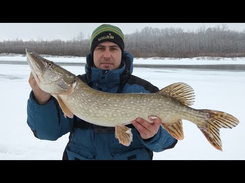 Такого Клева Щуки давно не было. Ловля Щуки на Жерлицы