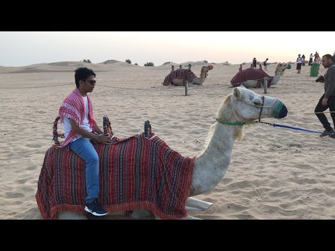 Camel Ride | Dubai Desert safari | Travel Dubai