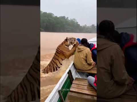 When Instinct Meets Love: Tiger Saves Baby