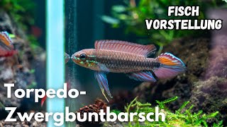 Torpedo-Zwergbuntbarsch - Taeniacara candidi | Liquid Nature Fisch Vorstellung