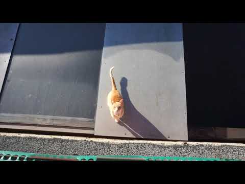 11 15 21 Chester's Morning Walk Part 2