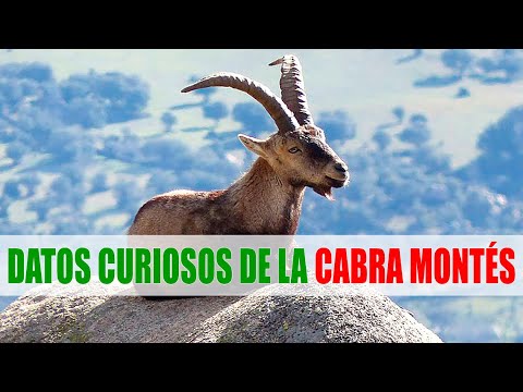 , title : 'Сabra montés, íbice ibérico, cabra montesa (Capra pyrenaica) | Datos curiosos de animales'