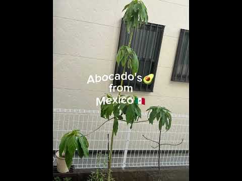 アボカドの木の育て方のヒント手順