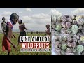 Find And Eat Wild Fruits Survival In Northern Kenya