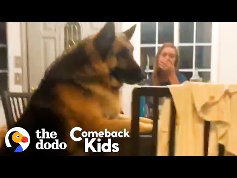 , title : '150-Pound German Shepherd Loses 50 Pounds | The Dodo Comeback Kids'