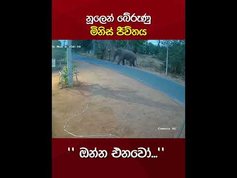 බුදු අම්මෝ තව ටිකේ මිනිස් ජීවිතයාක් ඉවරයි🐘😲Oh Buddha, human life is about to end#srilanka #elephant
