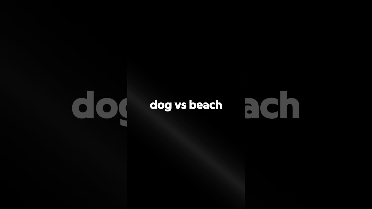 Dog vs beach