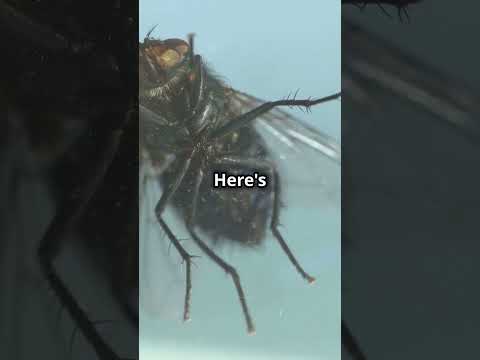 10 Mind-Blowing Facts About Flies You Won't Believe! 🪰✨