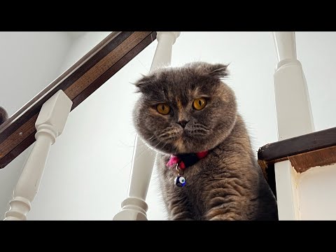 Zoey Pet Products ile mutlu kediler ve köpekler - Zoopa Veteriner Ürünleri | Zoey ve Chosen Family