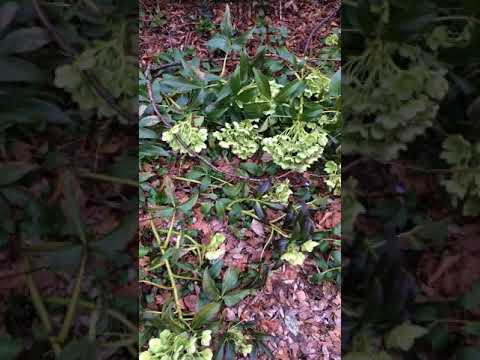 download lagu mp3 mp4 Helleborus Paris In Pink, download lagu Helleborus Paris In Pink gratis, unduh video klip Helleborus Paris In Pink