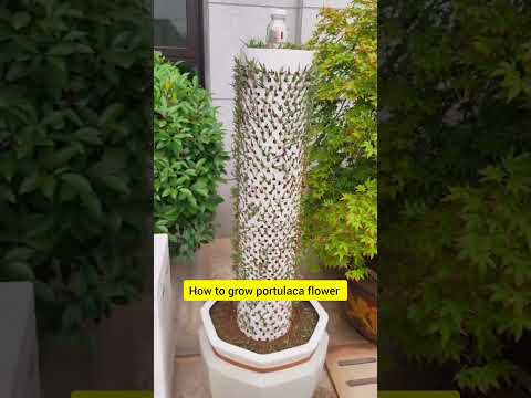 how to grow Portulaca flower in pipe 💐🪴 #bonsai #handmadeplanter #gardening #short