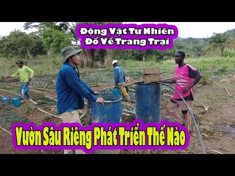 What are the first Durian trees in Angola doing now?|| 2Q Vlogs African Life