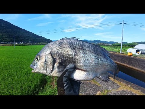 田んぼの水路で鯛が獲れた