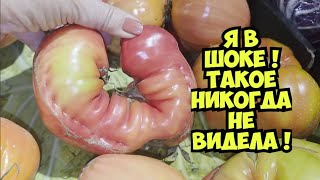 Я в ШоКе ! Такое никогда в жизни не видела ! Чудеса нашего горока . Элла Австра?
