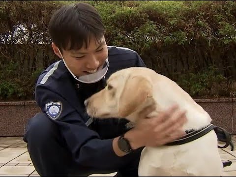 探知犬としての種の探知犬