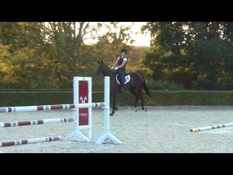 Hof Brüning - Hann.Pr.A. Estelle v. Edward - Royal Blend, Stute, geb. 2013