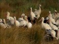 White Stork Ooievaar Autumn Migration To Afrika Najaarstrek Naar Afrika