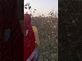Meenu Prajapati ️ आज कपास निकालती हुए और खेतों म�