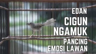 Download lagu edan cigun ngamuk pancing emosi lawan mp3 Download lagu edan cigun ngamuk pancing emosi lawan mp3