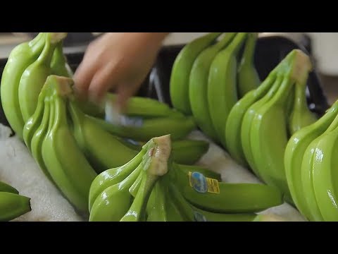 , title : 'Plátano de Exportación, una gran oportunidad de negocio'