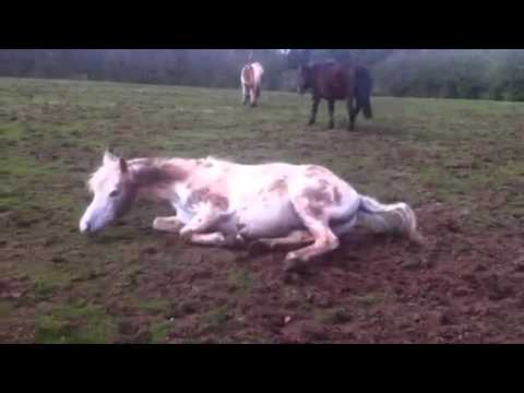 How to camouflage yourself in 30 seconds 14 4 14