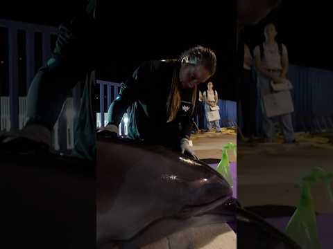Rescued belugas, dolphins arrive in Spain from Canada