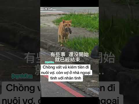 Mèo ngoại tình #quynhkun