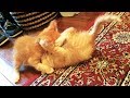 Can You Handle This Cuteness Orange Kittens Meowing Playing