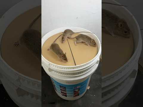 The world's best mouse trap idea using a plastic bucket #rattrap #rat #mousetrap #shorts