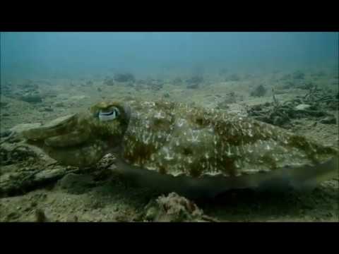 60 seconds update of Kata Reef