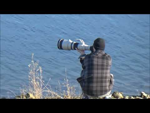 Grebes at Calero County Park