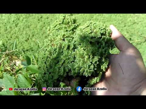 kondisi azolla terakhir,siap panen