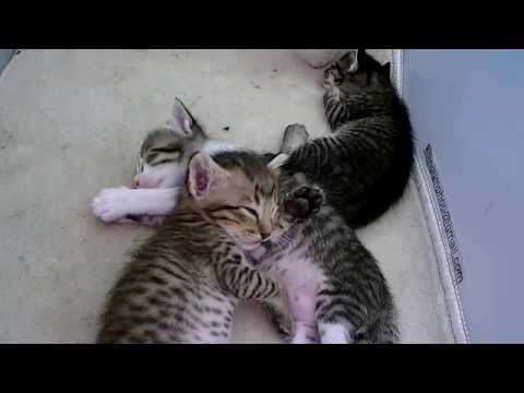 Kitten Twitching In Sleep: Seizures or Dreaming?