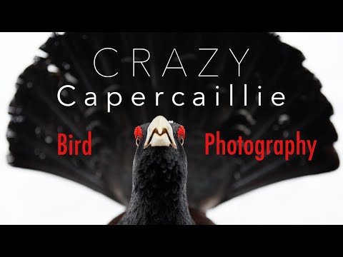 Attacked by a Bird! ⎸ Photographing a Crazy Capercaillie