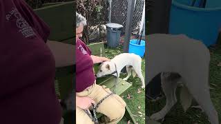 Video preview image #1 Siberian Husky-Unknown Mix Puppy For Sale in Pasadena, CA, USA
