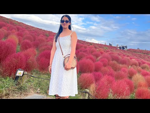 ibarakihitachi park #dashi special visit