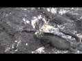 Sea Lion And Marine Iguana