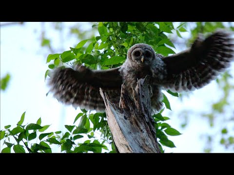 Barred owl chick begging - May 10, 2020
