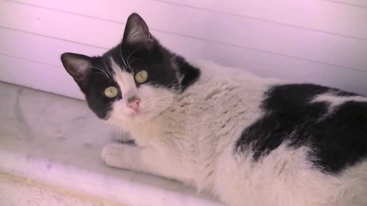 Super Intense Cat Stare